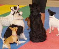 Daycare (we do separate big dogs and little dogs)