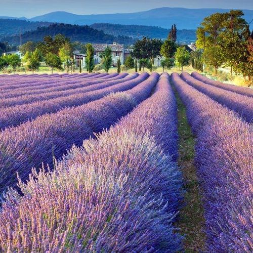 Nearby lavender field. 