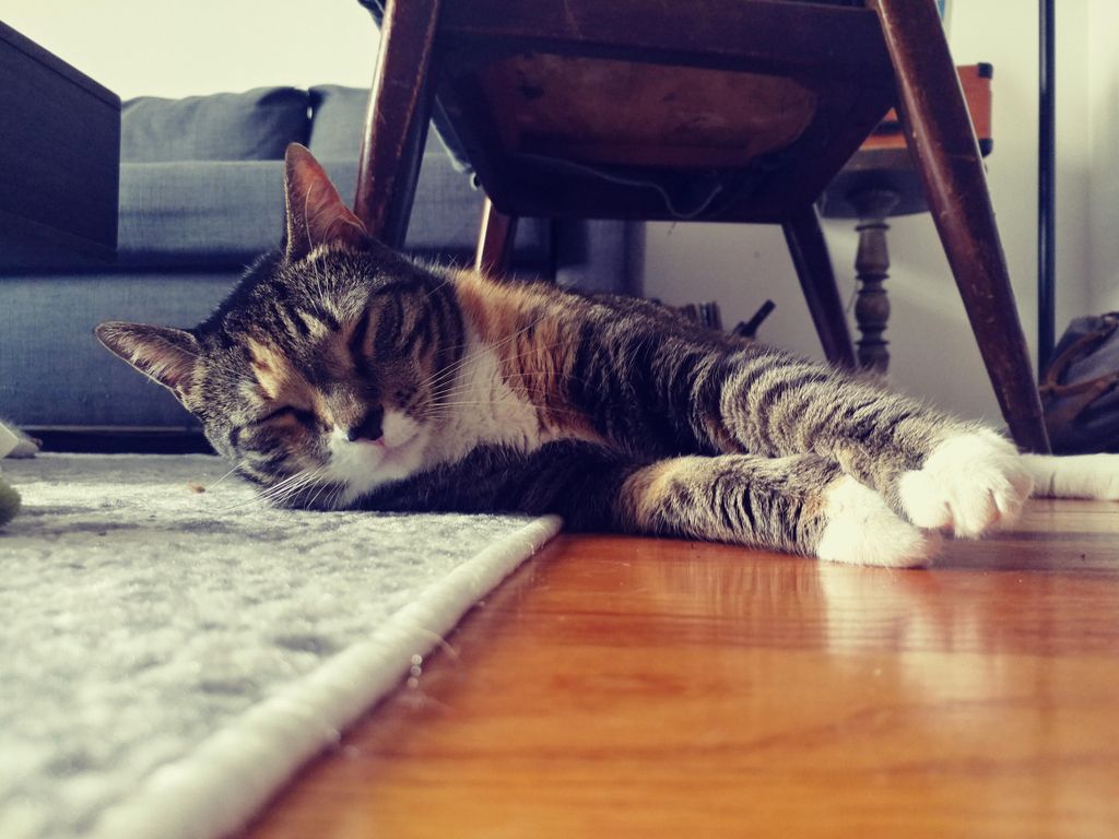 Sasha relaxing after having some treats