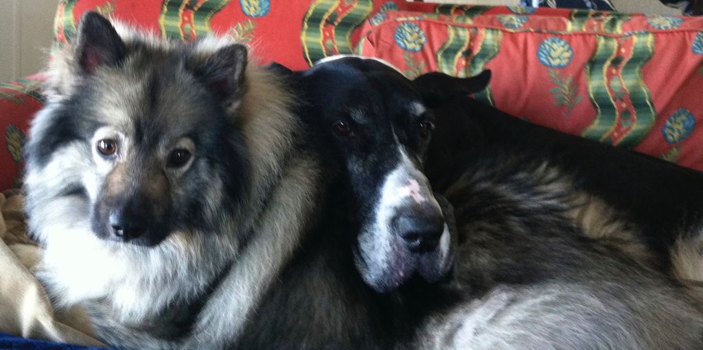 Trixie and Boo, clients since 2007