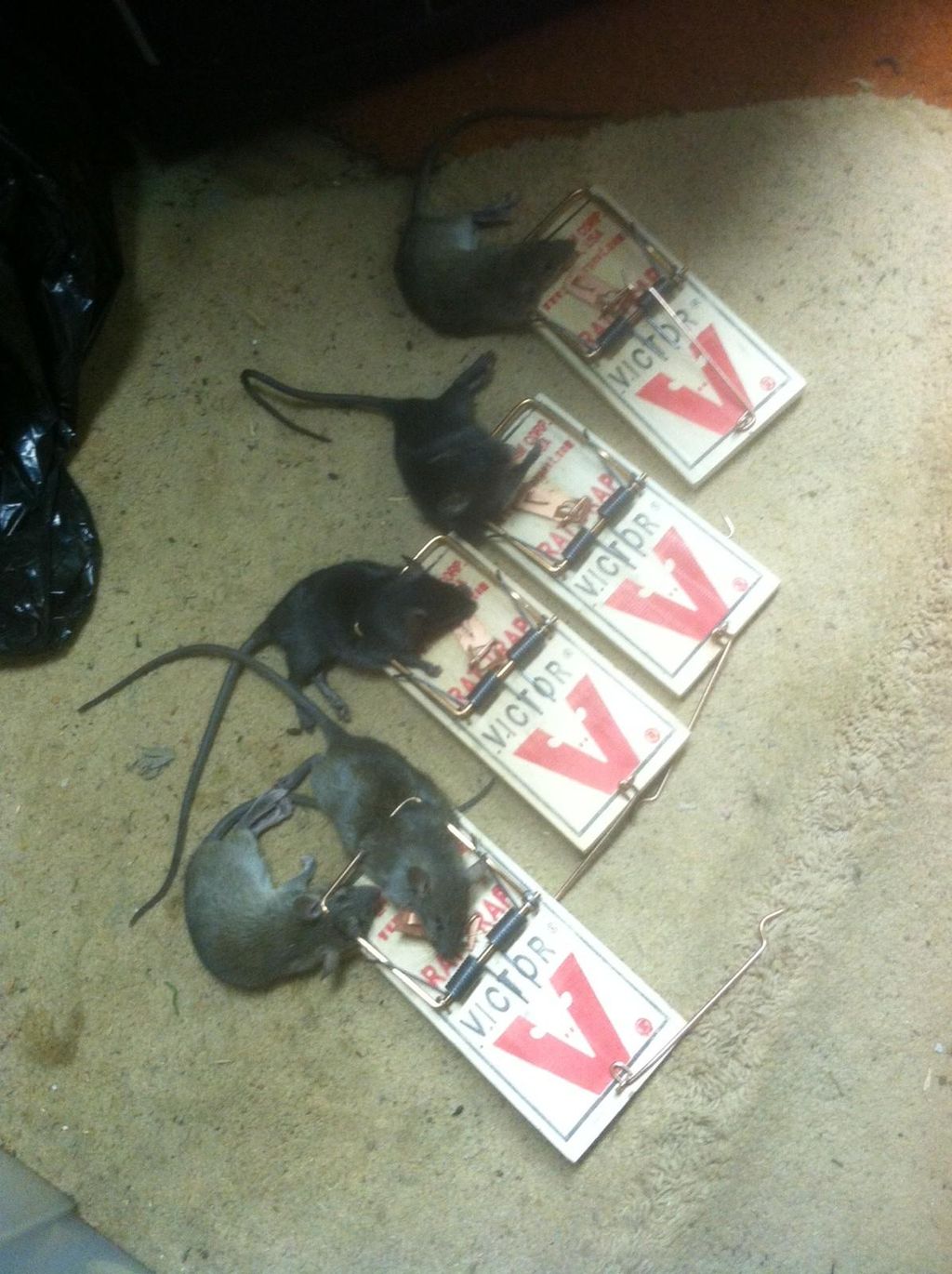 Rats can get in and multiply quickly. I specialize