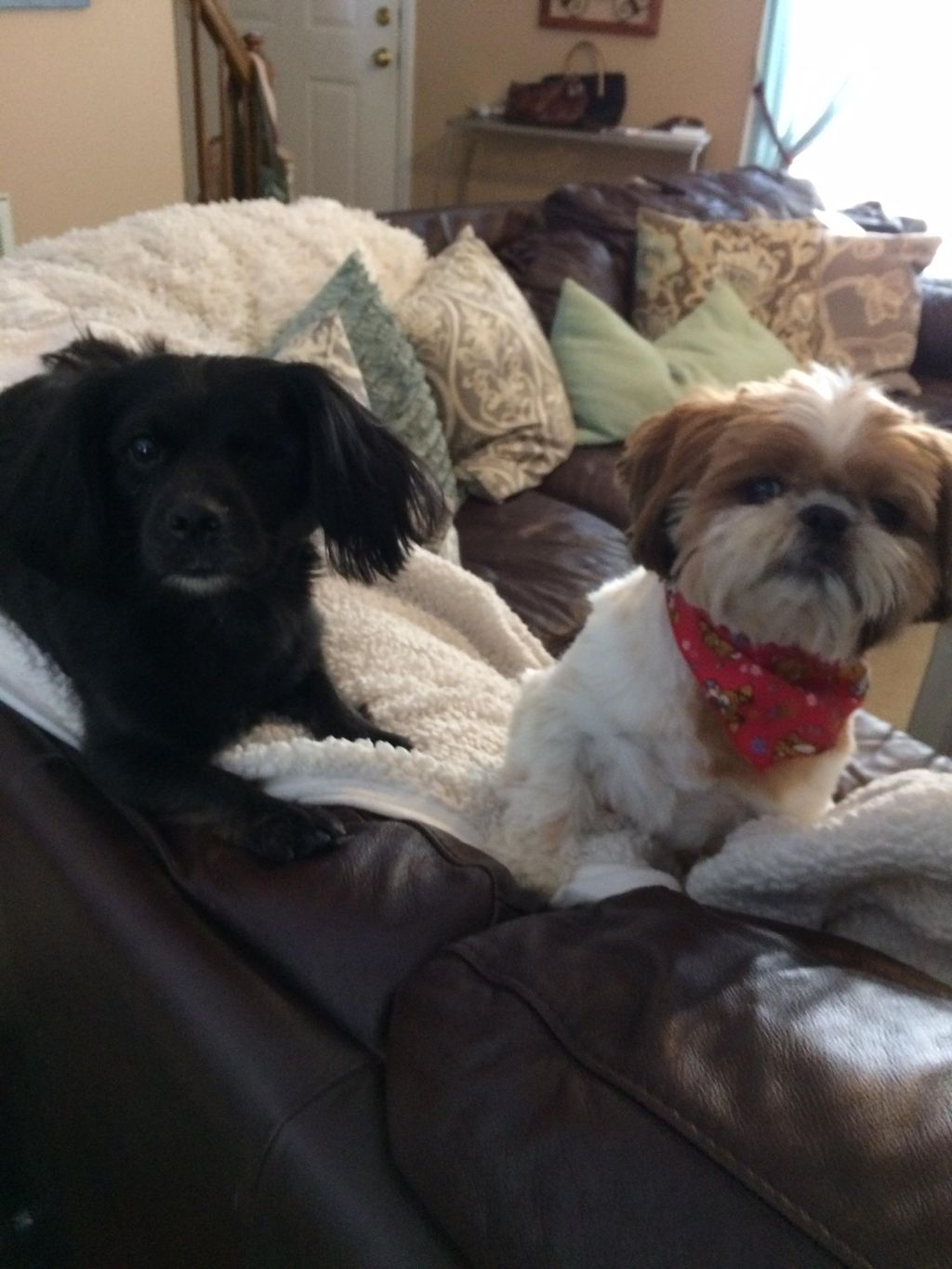 Meet our management team