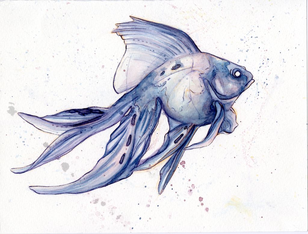 Veiltail Goldfish for gif