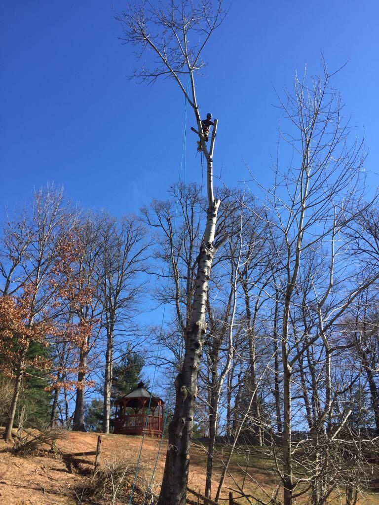 eTree Services, LLC