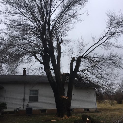 Emergency removal after wind storm.