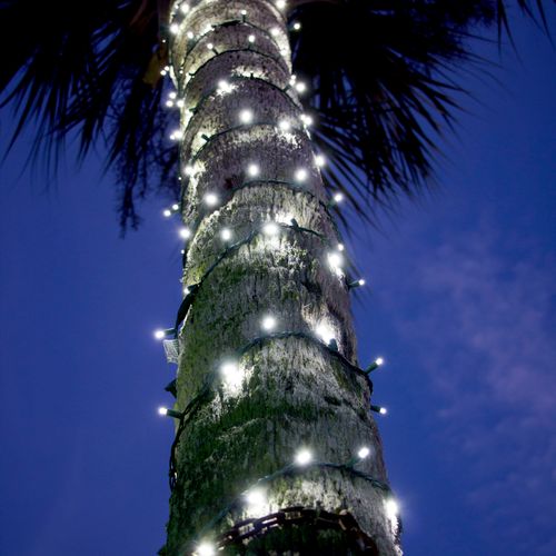 Palm tree with LED string lights