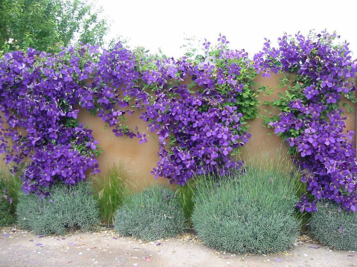 Clematis, Lavender and Fence