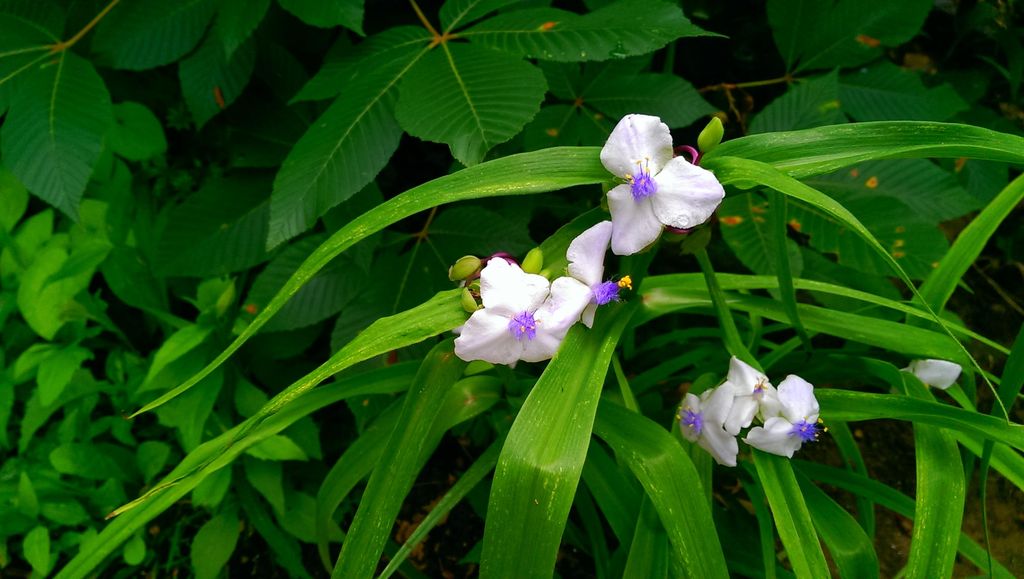 A closeup of a less common color of spiderwort.