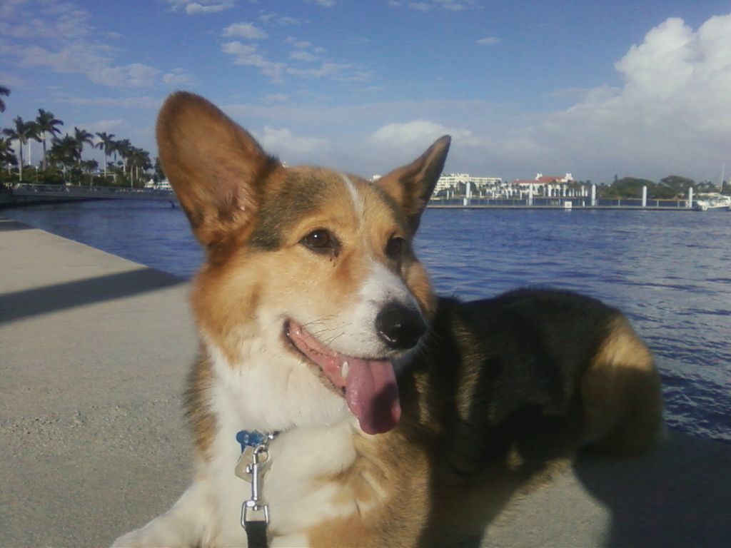 Glenn... best Corgi ever... a client of mine since