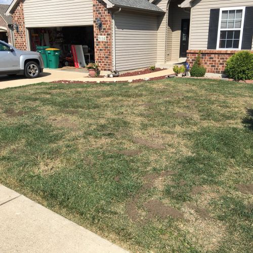 Before - dethatched, aerated, Seeded, fertilized, 