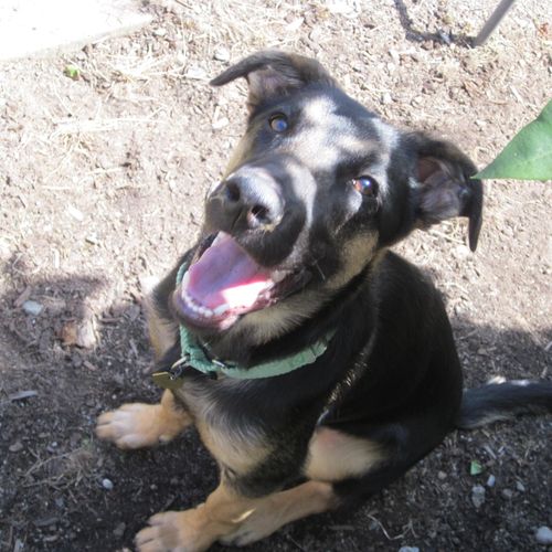Jimmer: a German Shepherd mix who loves to play tu