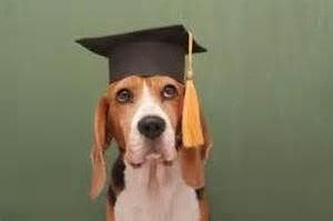 In-Home Puppy & Dog Training!