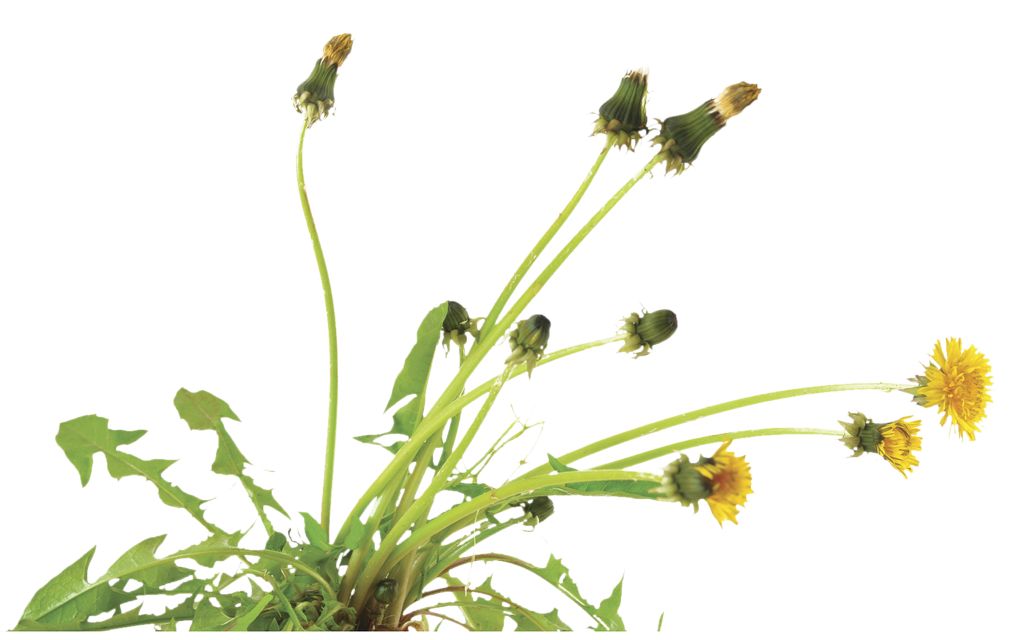 We Also Offer Weed Kill in the Rock/Mulch Beds