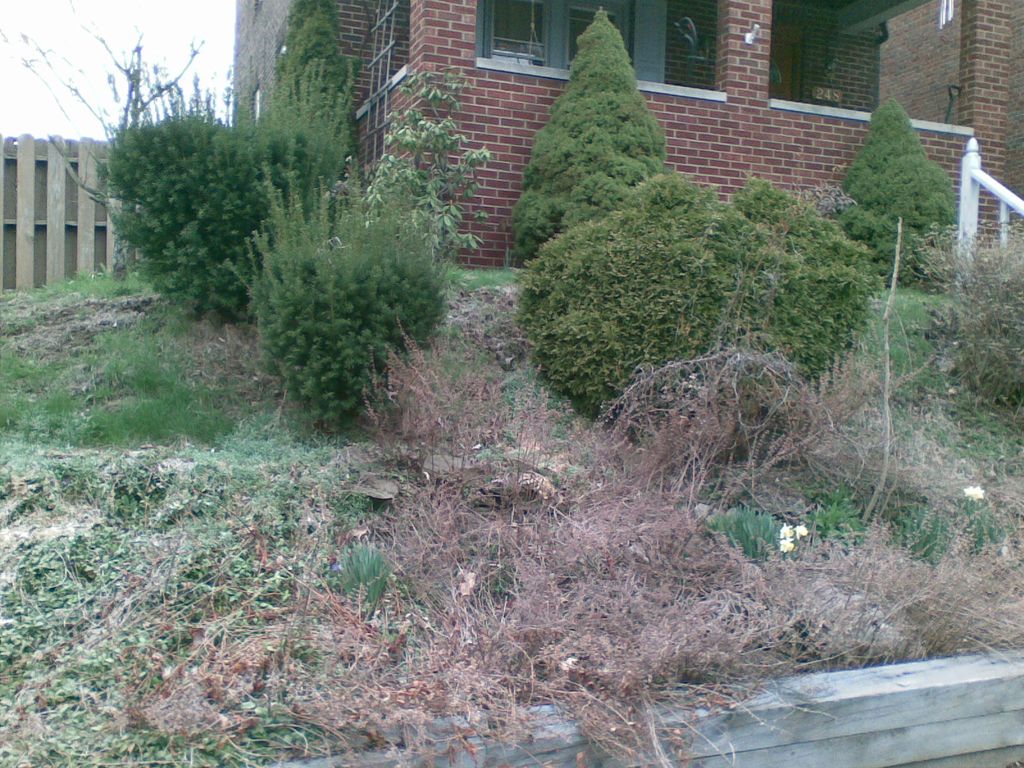 Shrub trimming, shrub removal and treated wood wal