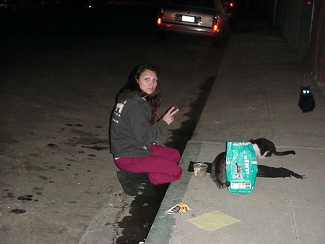feeding my feral cats