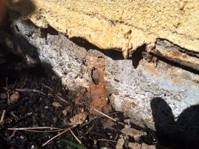 Termite mud tube outside along the edge of the sla