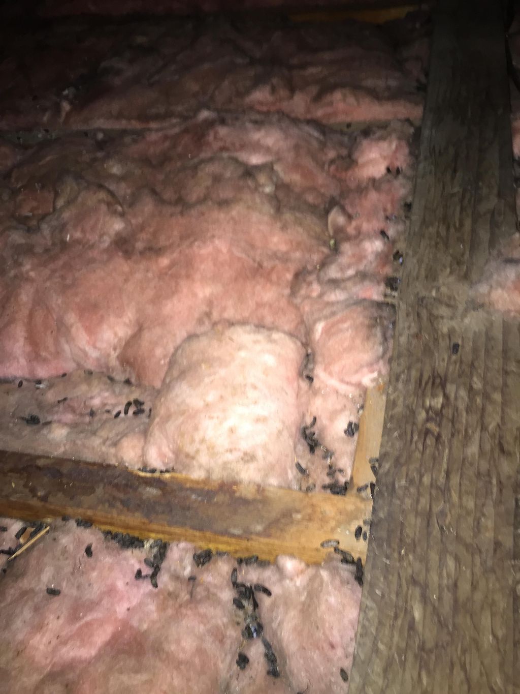 Another attic but notice the difference in the amo