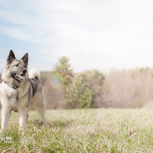 Rogue, a Norwegian Elkhound