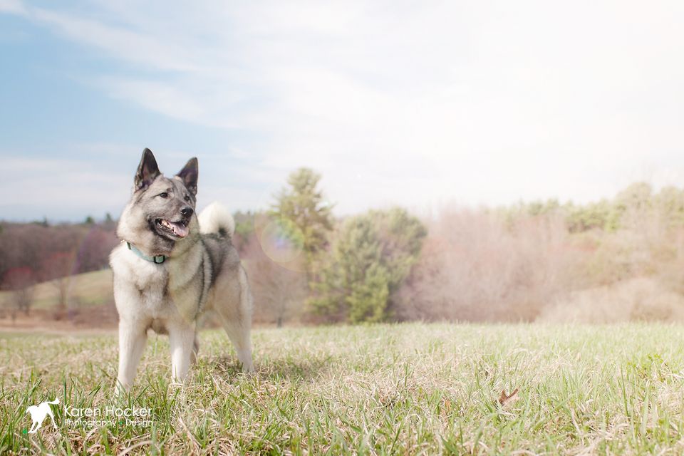 Rogue, a Norwegian Elkhound