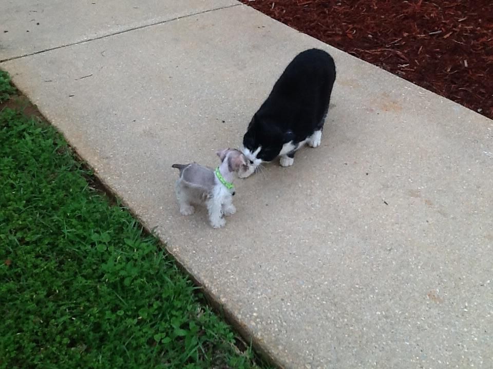 Marko the cat meeting new puppy bandit