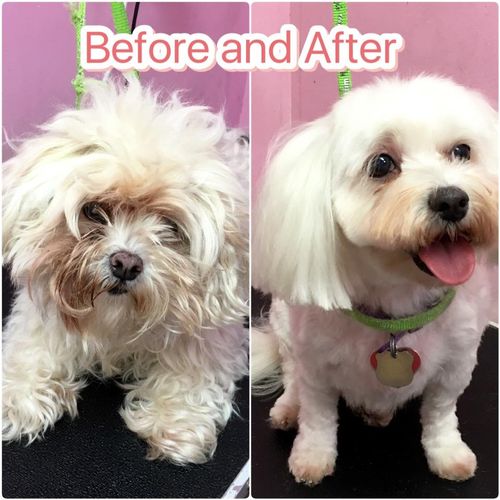 We can transform your dog from matted to cute at o