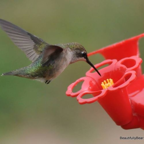 Very 1st Hummingbird picture I took and wow did it