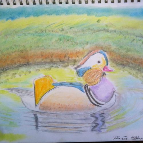 Chinese Painted Duck - Chalk Pastel