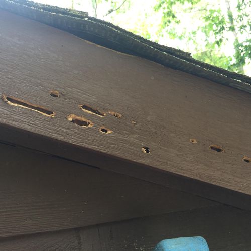 Carprenter Bees:
Repair, restore and paint wood tr