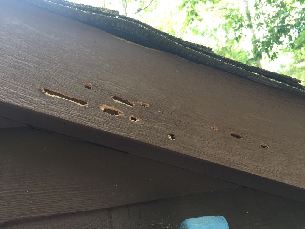 Carprenter Bees:
Repair, restore and paint wood tr