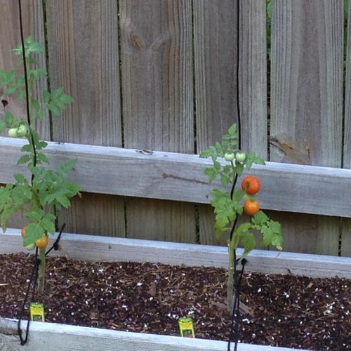 I grow tomatoes too