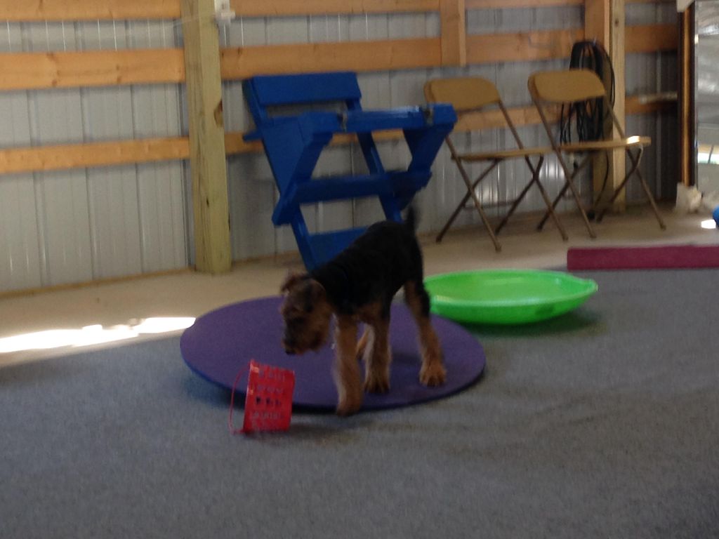 Puppy Play dates which include socialization and c