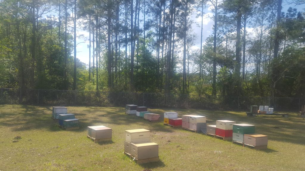 Zacks honey farm
