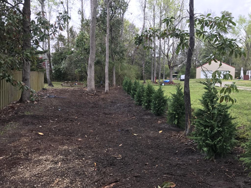 After clearing backyard and planting Leyland Cypre