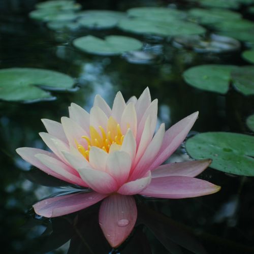 We have a large selection of waterlilies.  With ov