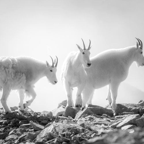 Mountain Goats on Mount Antero
