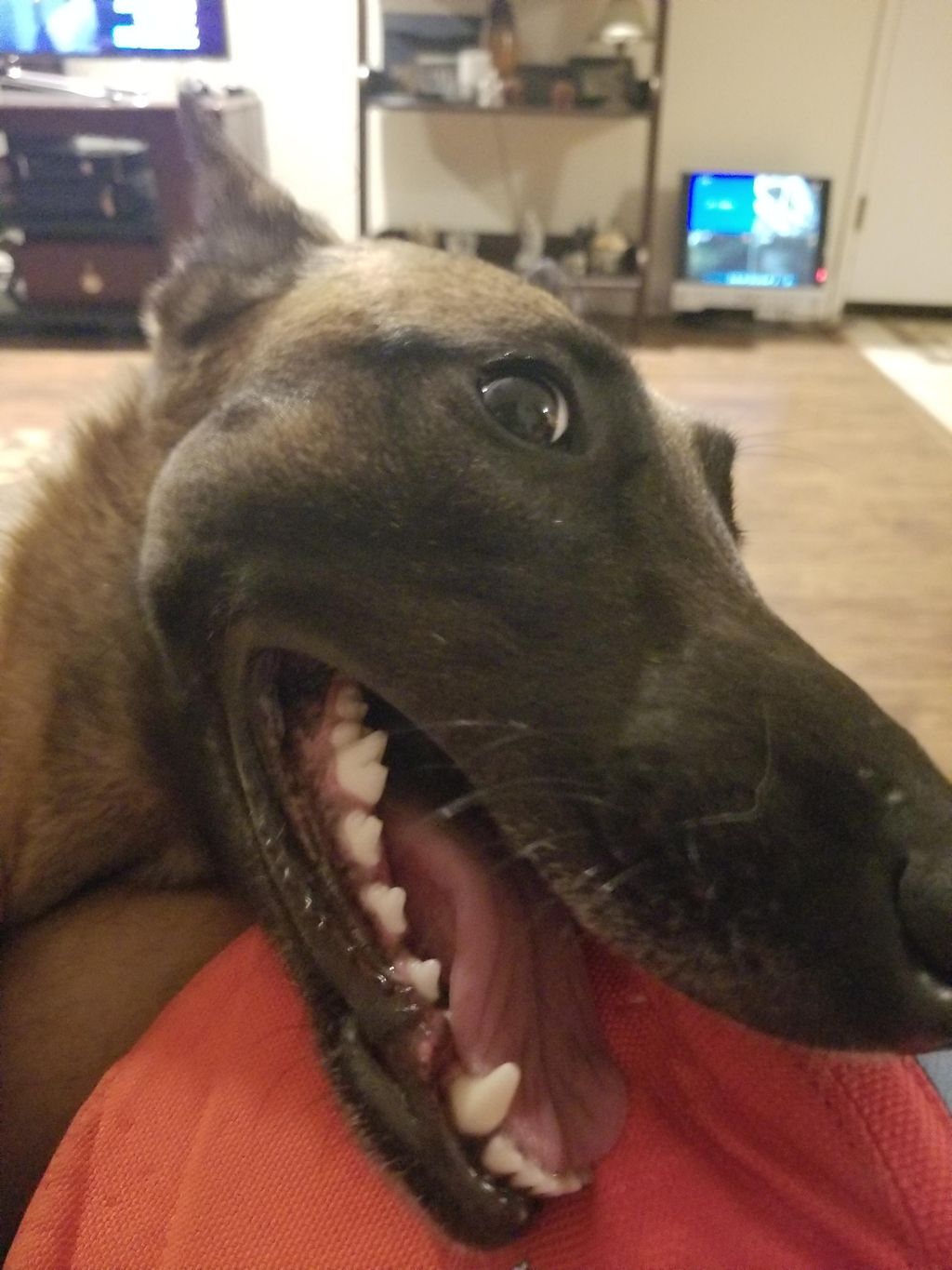 Indy giving you a big smile.