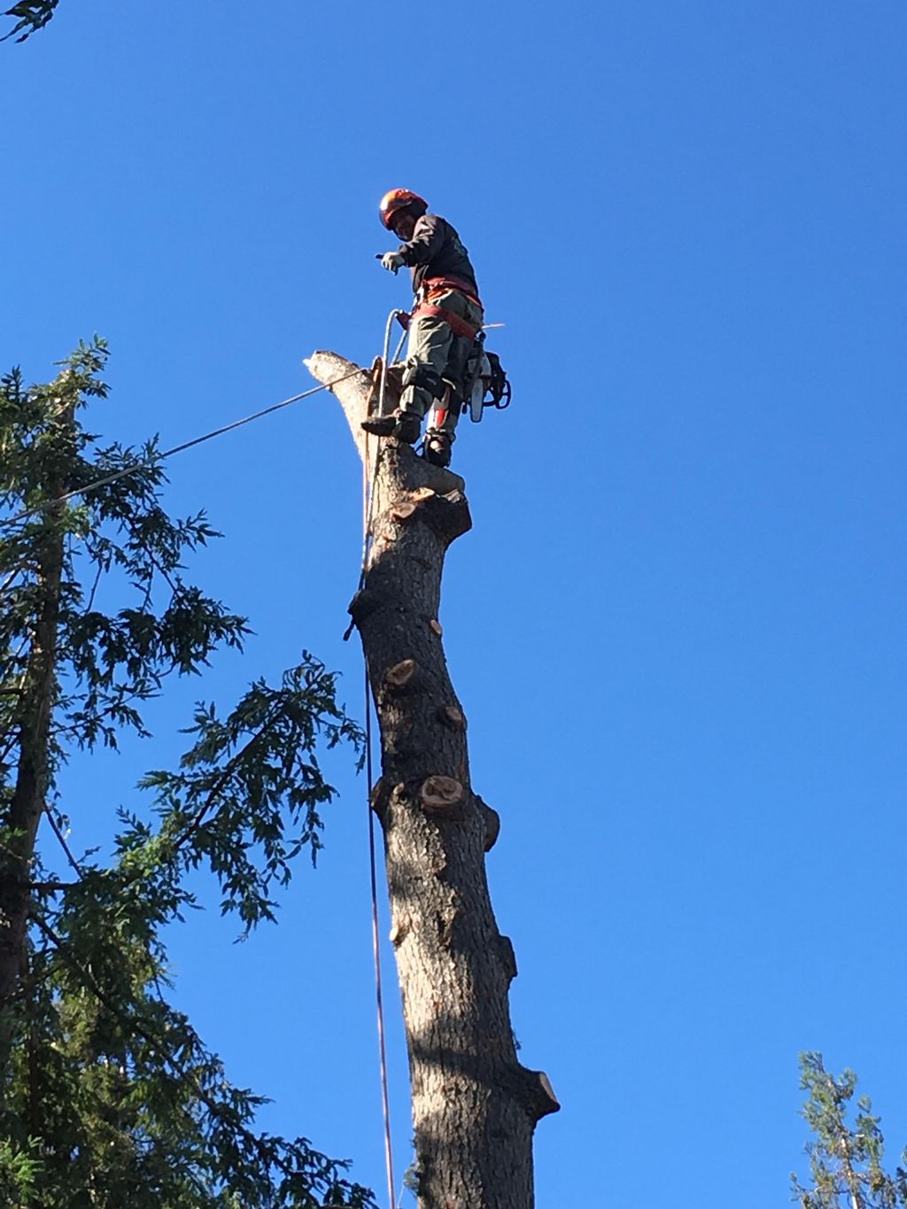 The 10 Best Tree Removal Companies Near Me (with Free ...