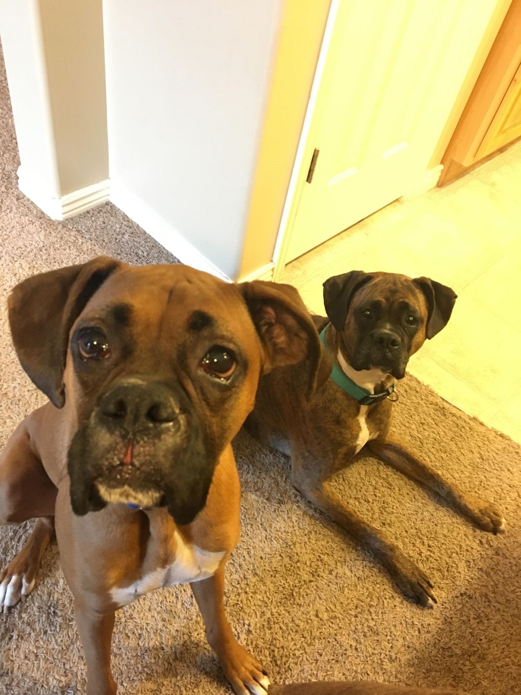 Max and my pup (Roxy) hanging out.