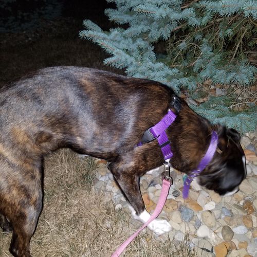 Cassie enjoys her evening sniffy walks