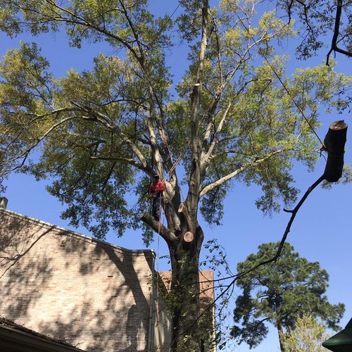 Old Tree Service Magnolia, TX Thumbtack