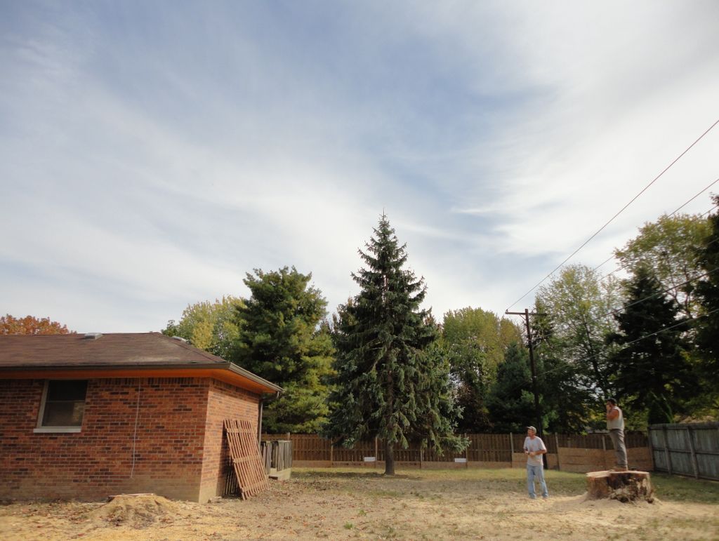 Large diameter trees removed also, see worker stan