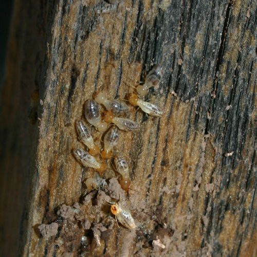 termite treatment louisville