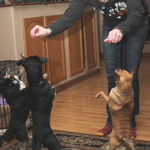 Trick Training for insecure dogs build confidence 