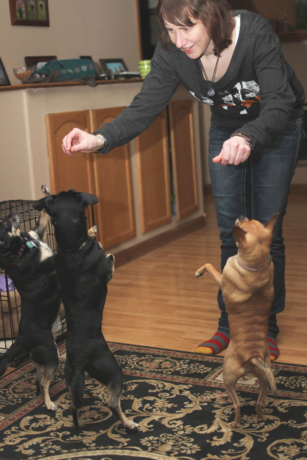 Trick Training for insecure dogs build confidence 