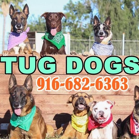 Tug Dogs