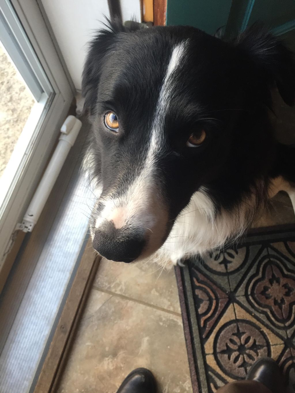 Ollie of Newmarket, NH is telling me that he wants
