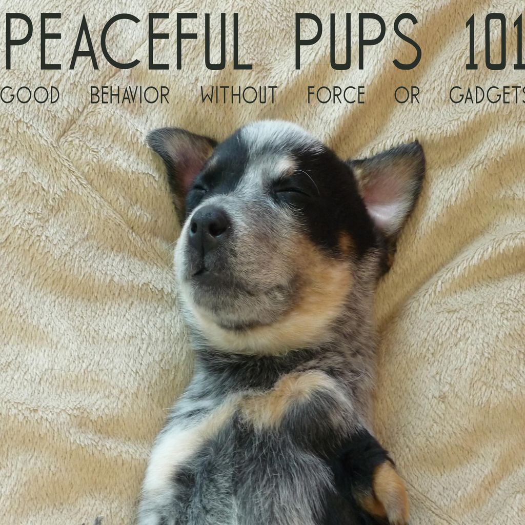 Peaceful Pups 101