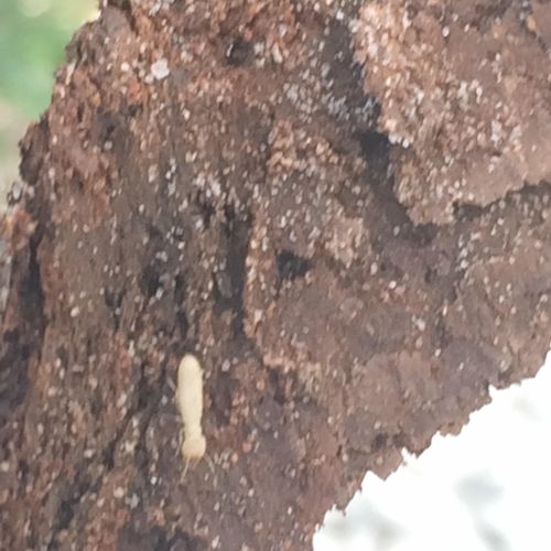 Formosan Termite 