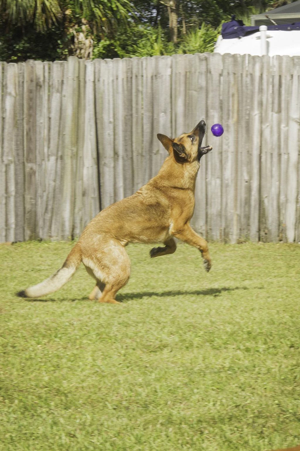 "Retter" LOVES the wide open space of our secure, 