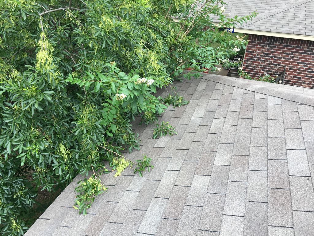 We want to see tree branches kept trimmed back fro